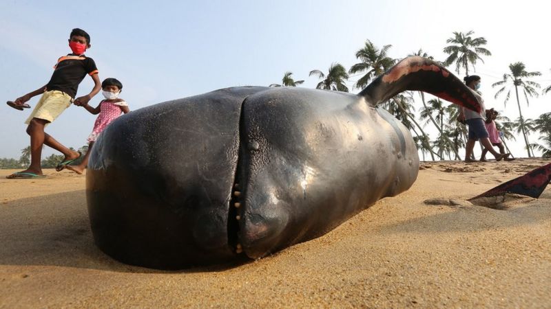 समुद्री तटमा अलपत्र परेका १०० भन्दा बढी ह्वेलको उद्धार